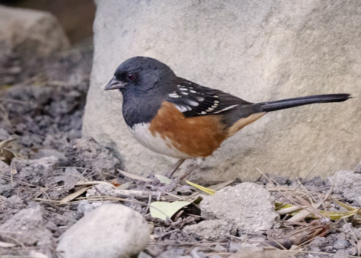 Spotted Towhee - ML611032387