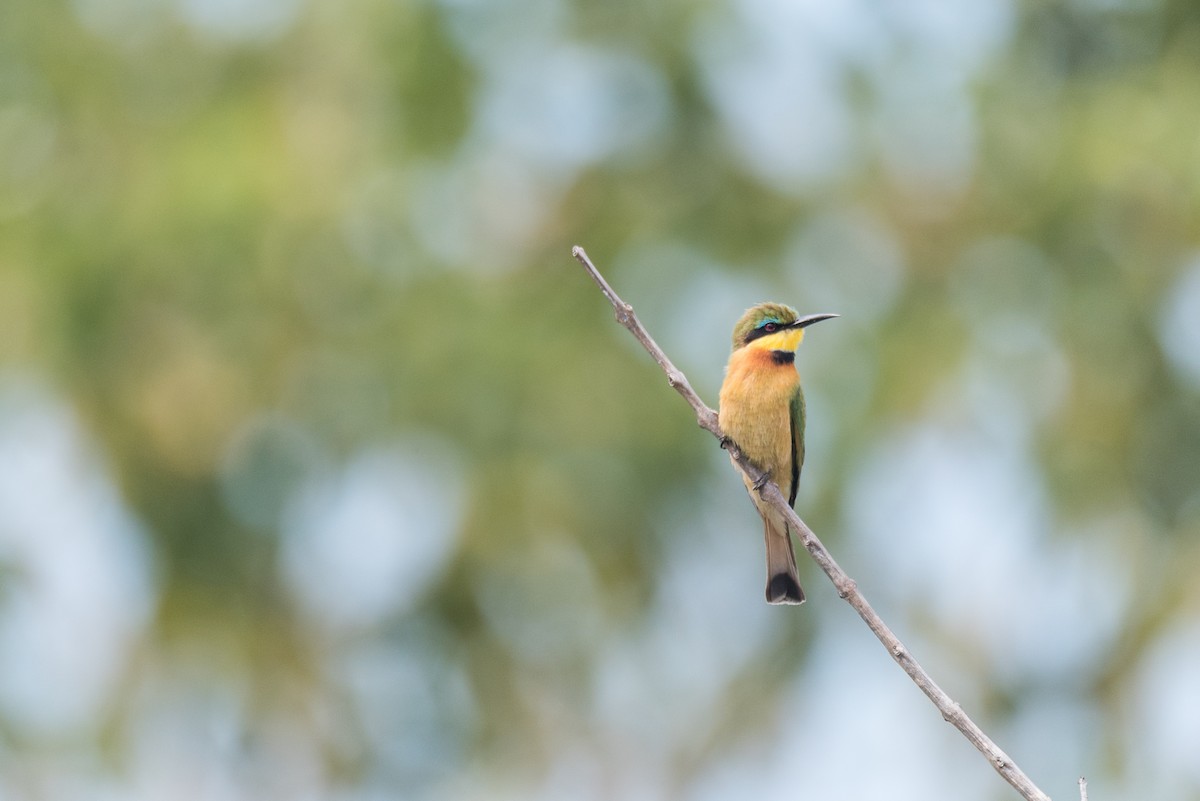 Little Bee-eater - ML611032429