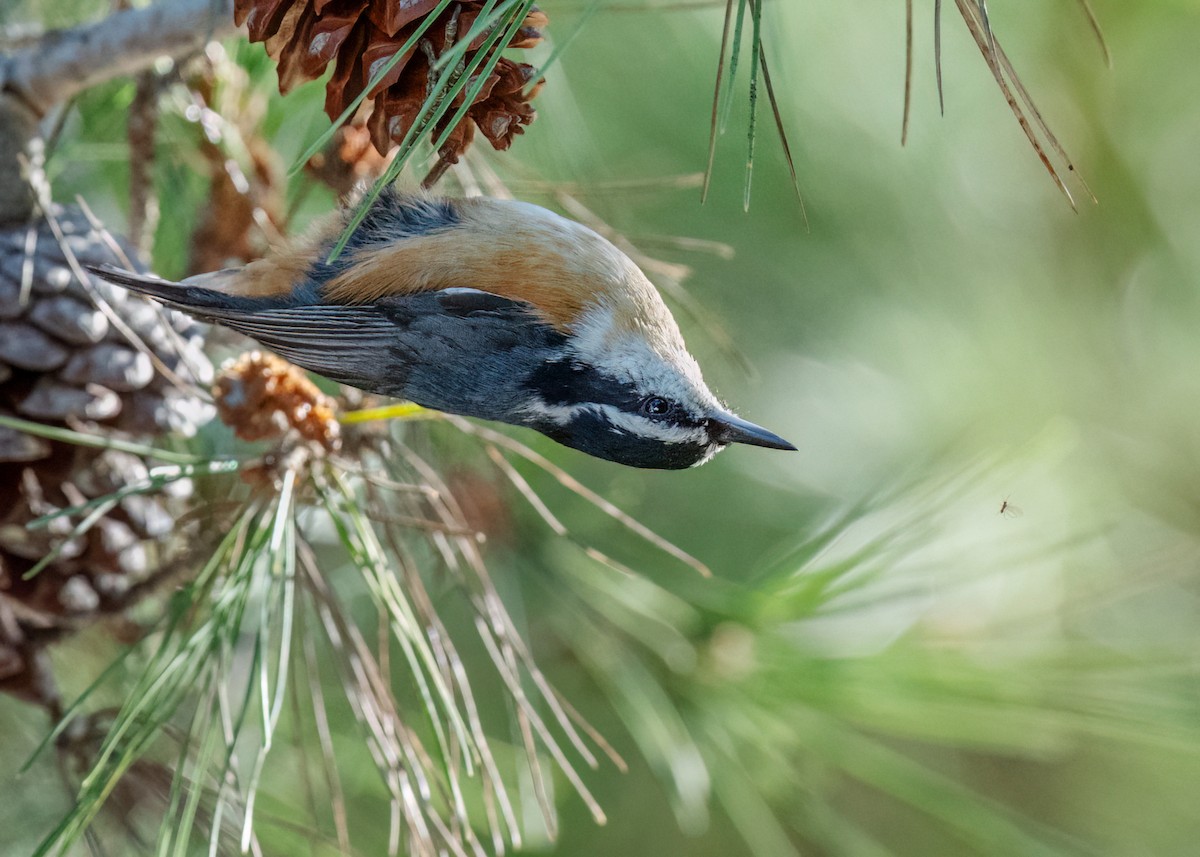 Red-breasted Nuthatch - ML611032451