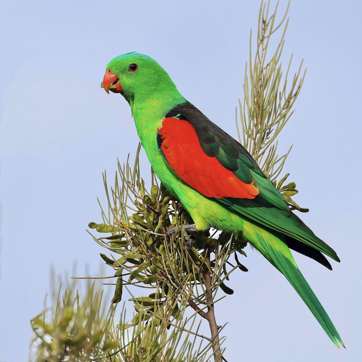 Red-winged Parrot - ML611032510