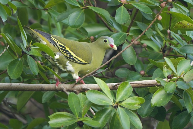 ハシブトアオバト（curvirostra グループ） - eBird