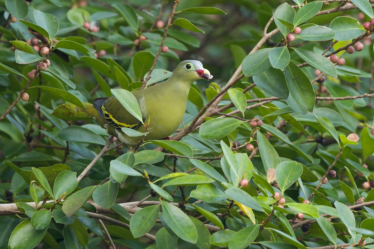 Thick-billed Green-Pigeon (Thick-billed) - ML611032568