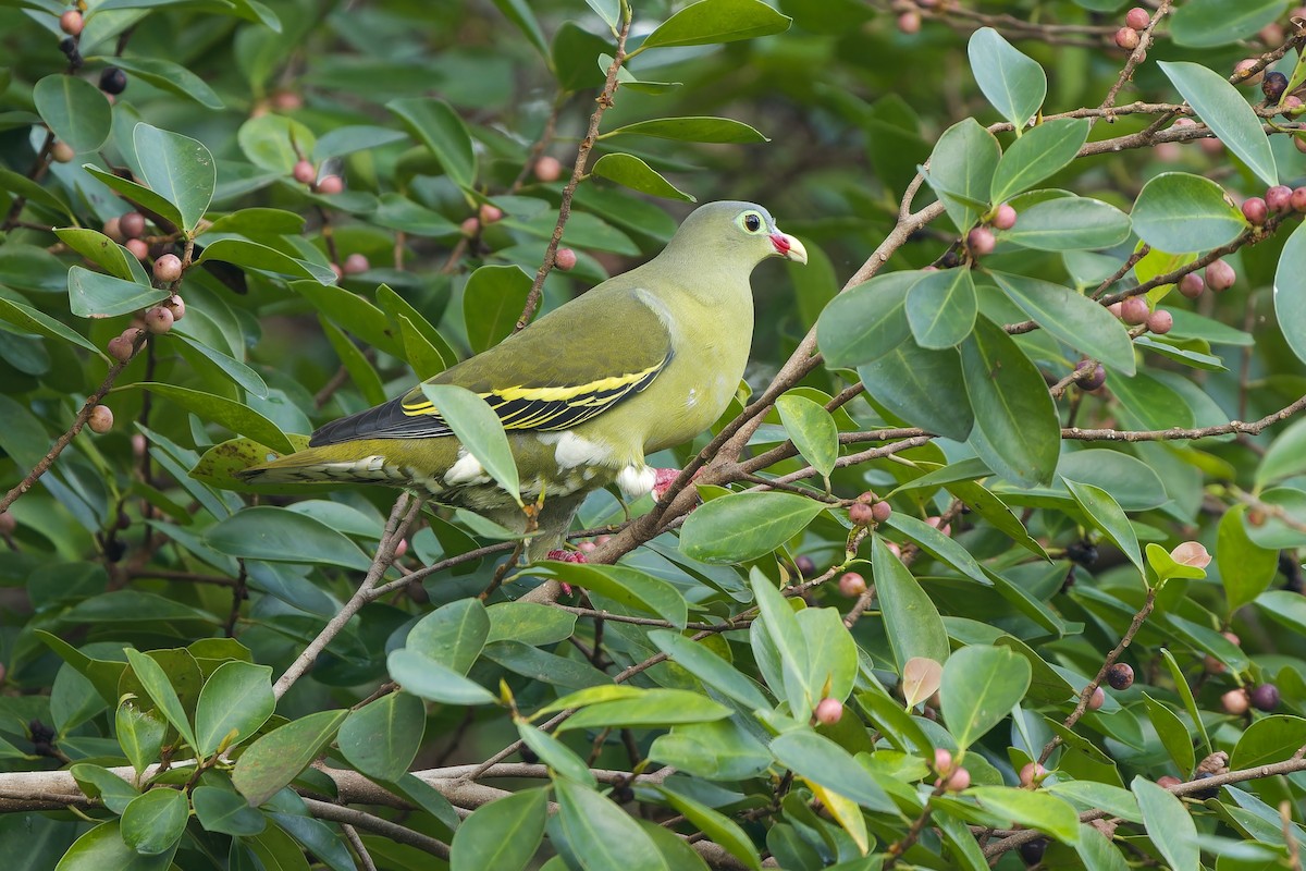Thick-billed Green-Pigeon (Thick-billed) - ML611032570