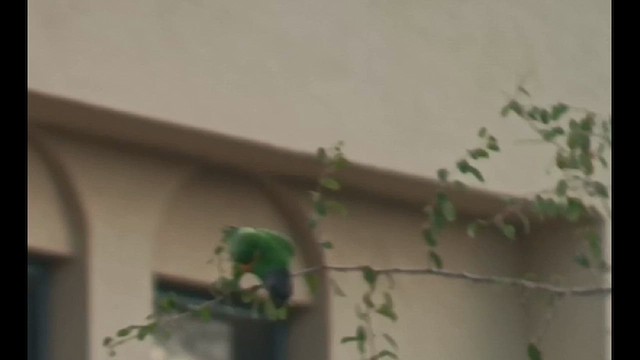 Senegal Parrot - ML611032825