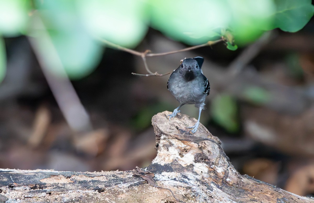 Band-tailed Antbird - David Tripp Jr