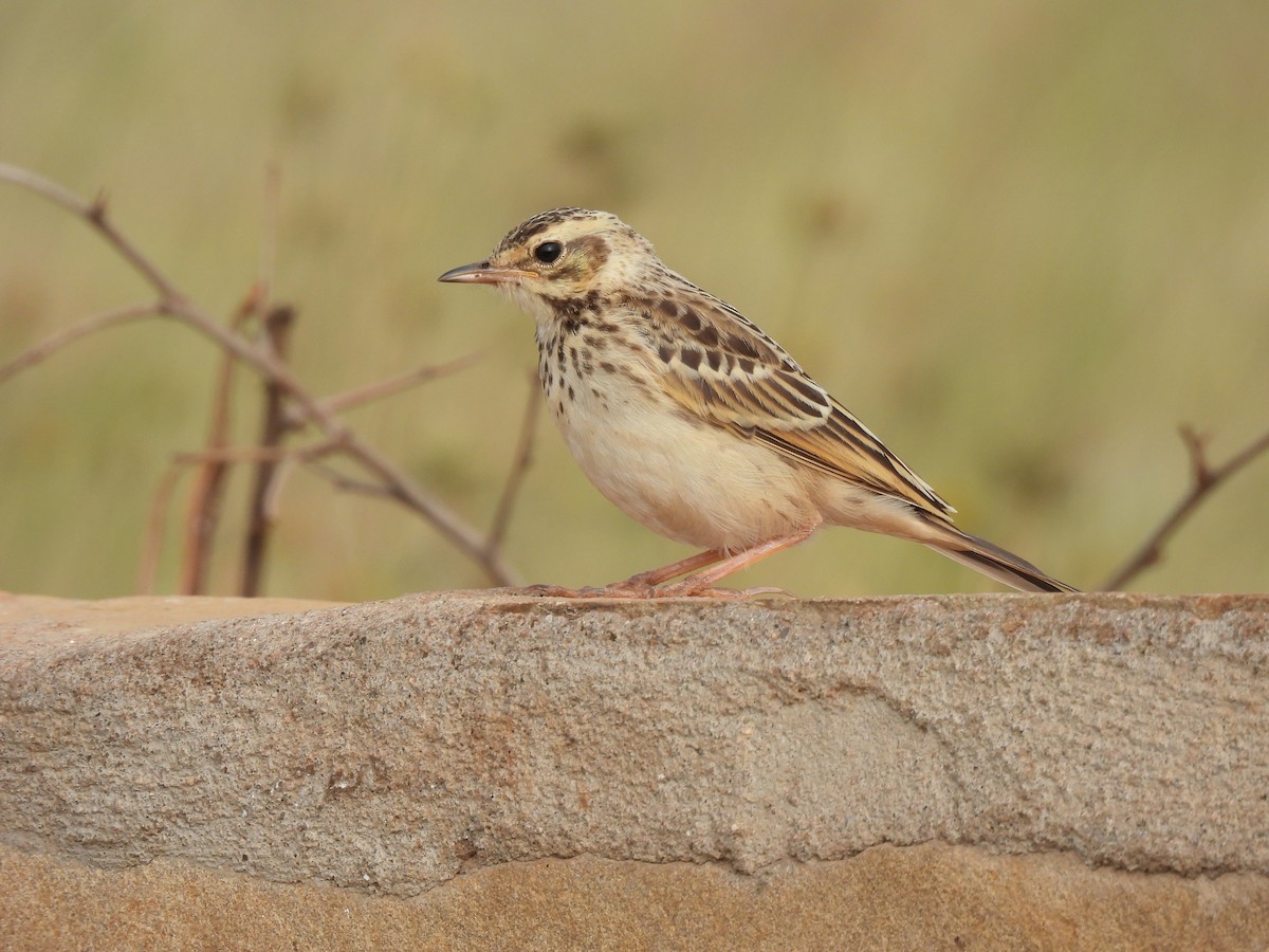 African Pipit - ML611033100
