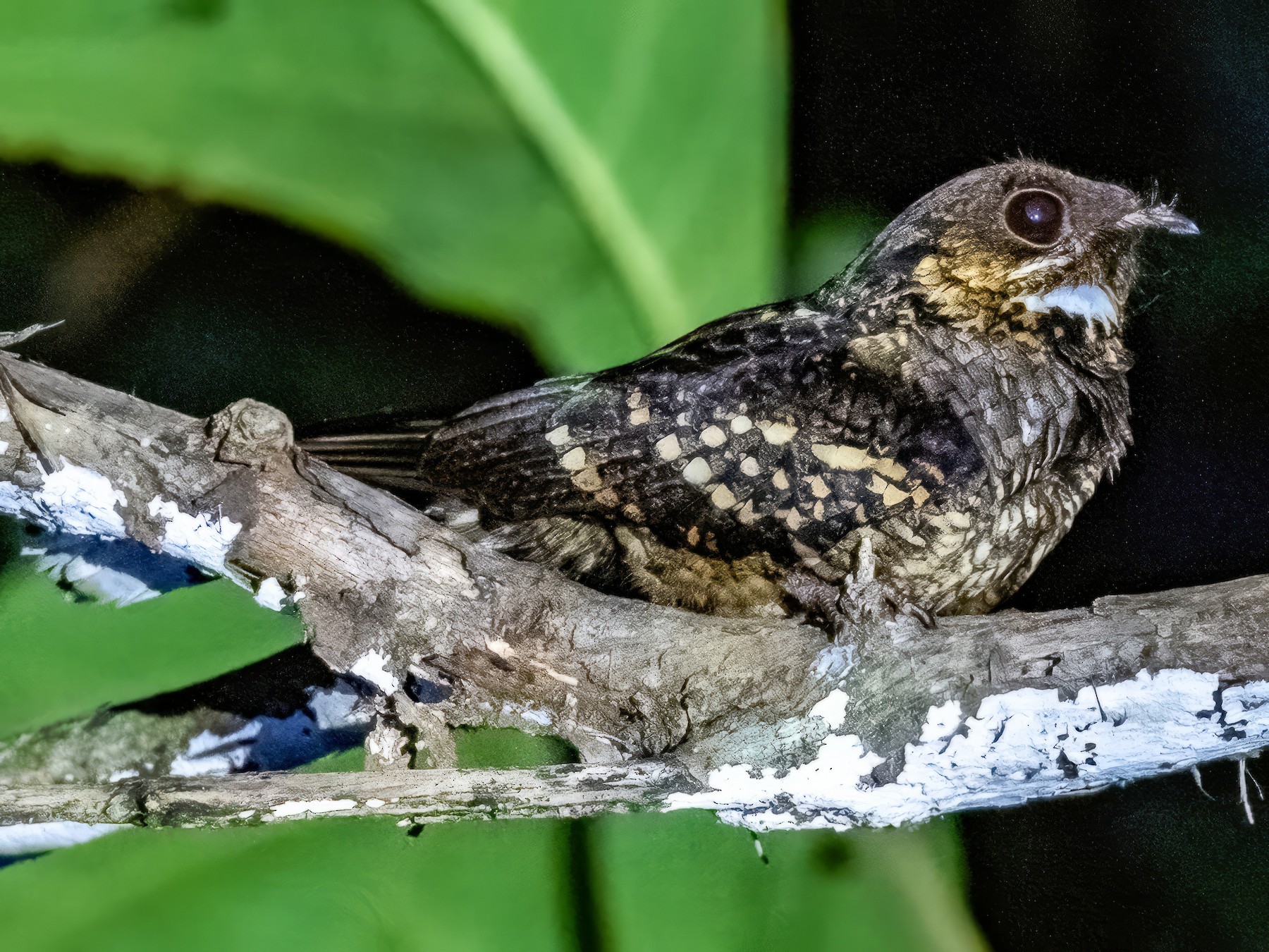 Sulawesi Nightjar - Lisa & Li Li