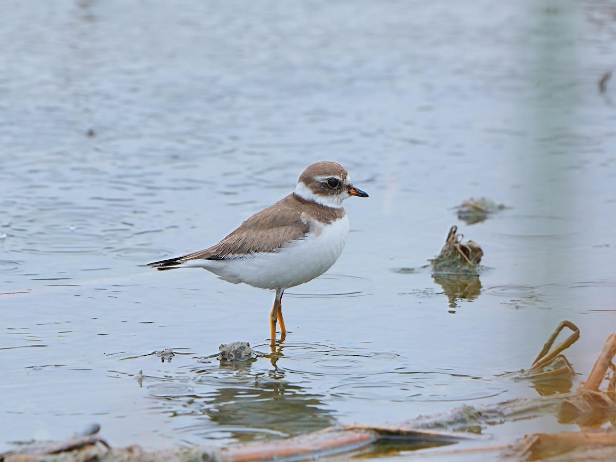 Semipalmated Plover - ML611033204