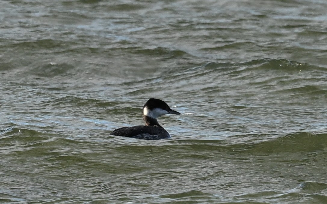 Red-necked Grebe - ML611033432