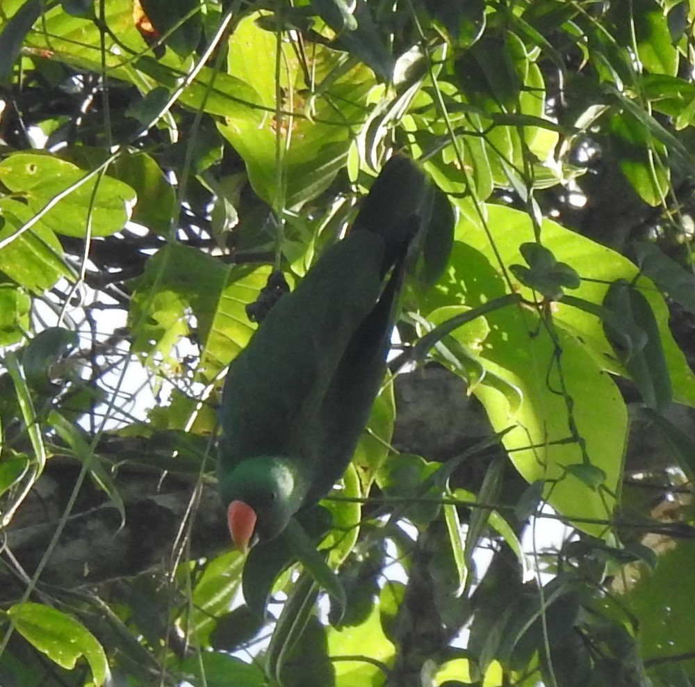 Papuan Eclectus - marti ikehara