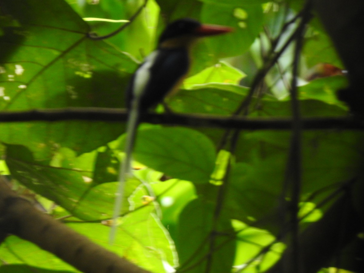 Black-capped Paradise-Kingfisher - ML611033666