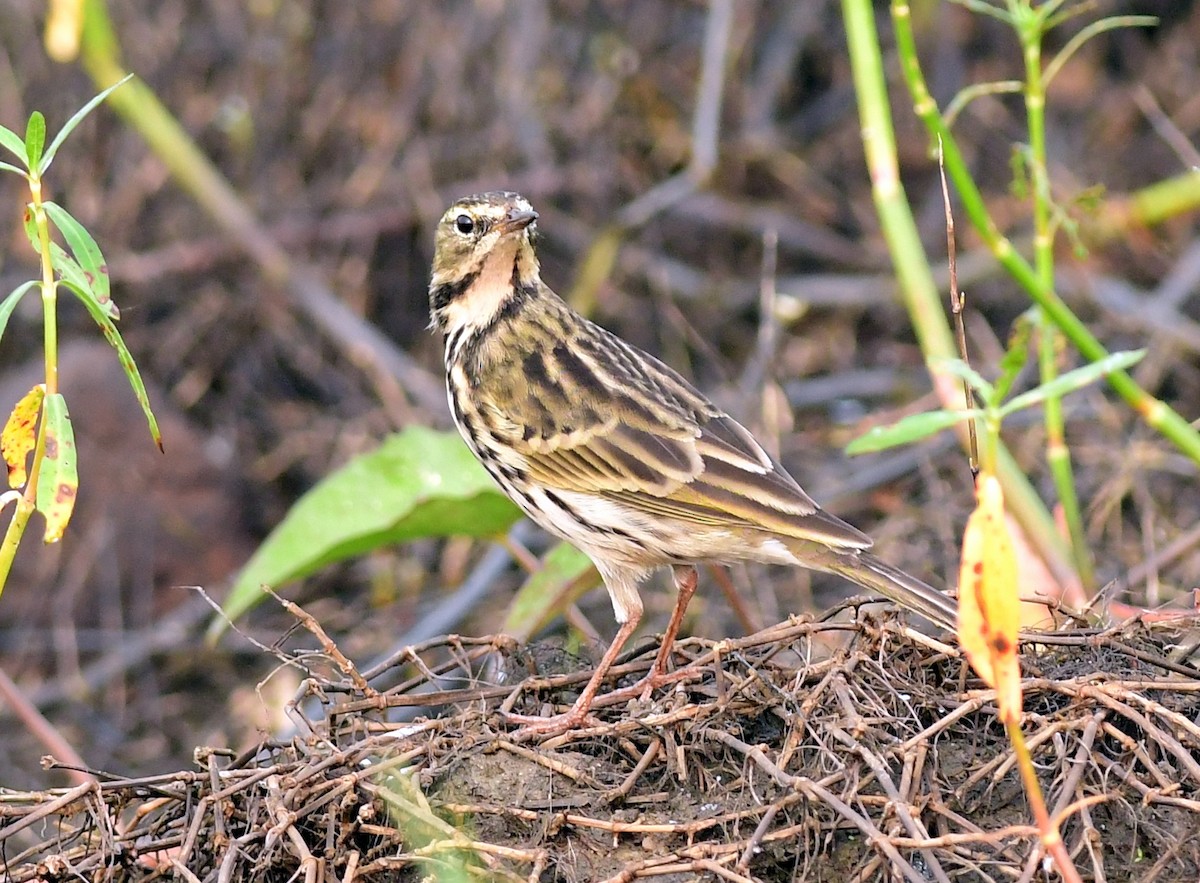 Rosy Pipit - ML611033928