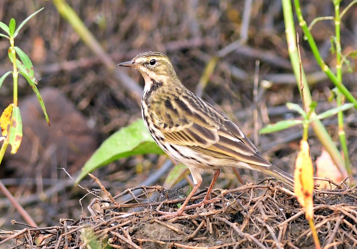 Rosy Pipit - ML611033929