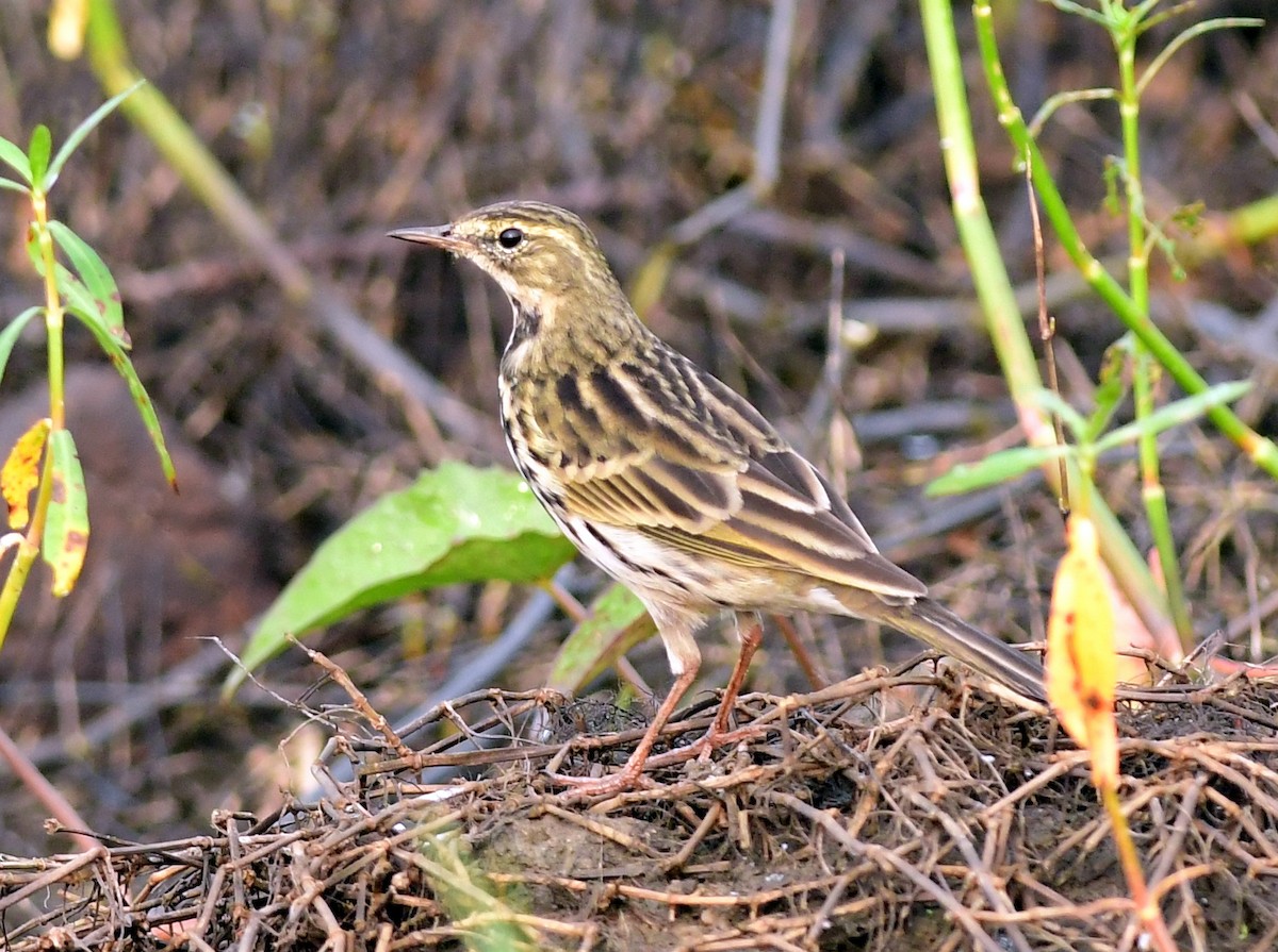 Rosy Pipit - ML611033930