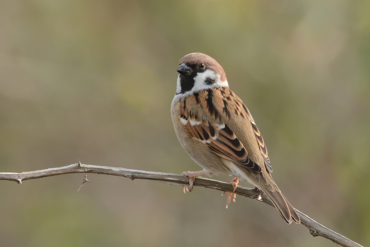 Eurasian Tree Sparrow - ML611034216