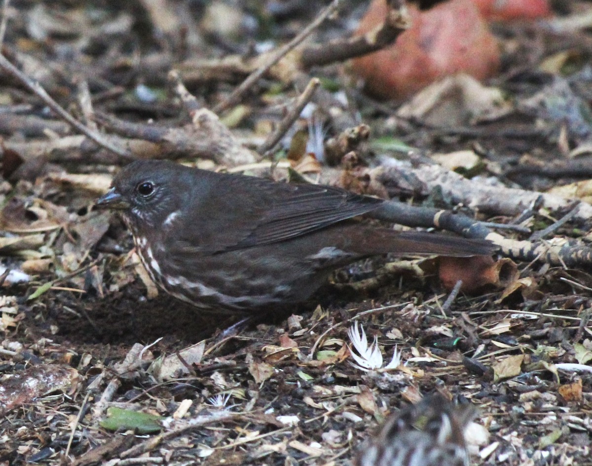 Fox Sparrow (Sooty) - ML611034309