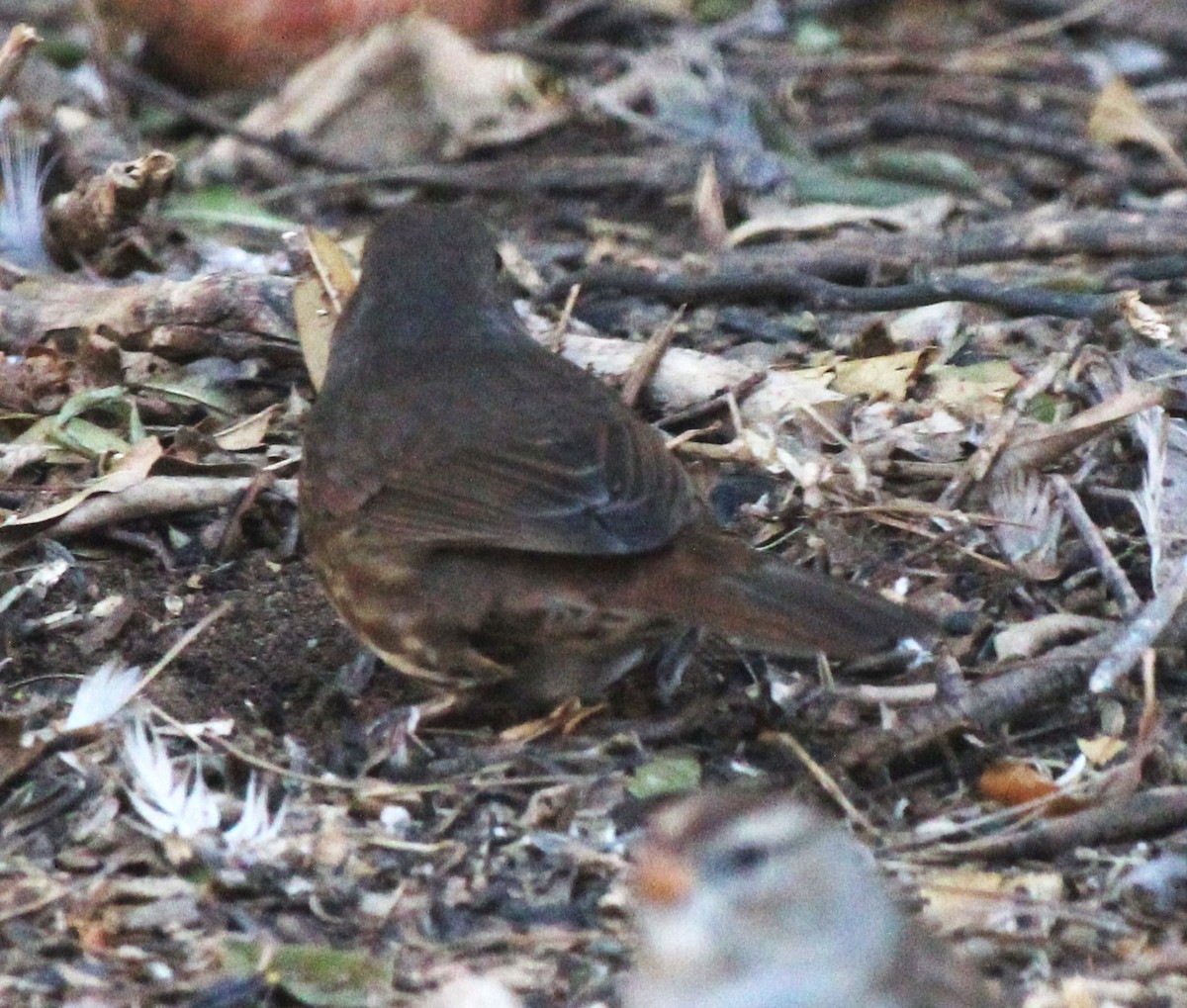 Fox Sparrow (Sooty) - ML611034339