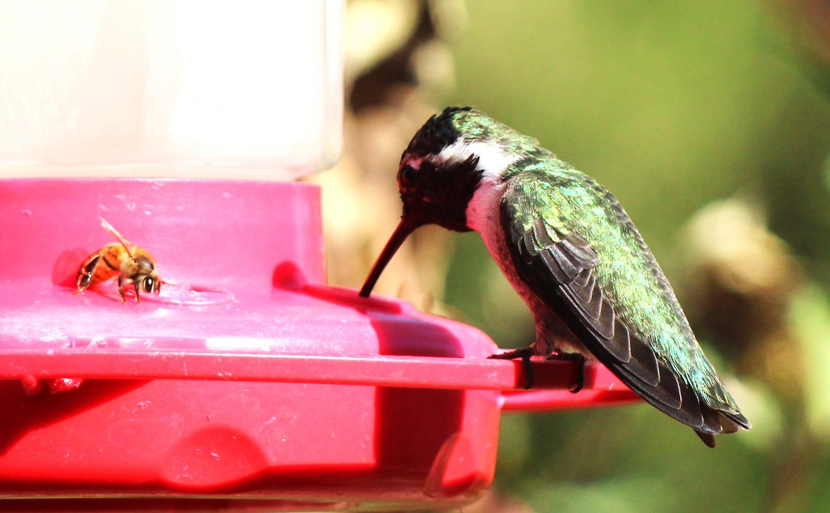 Costa's Hummingbird - ML611034383