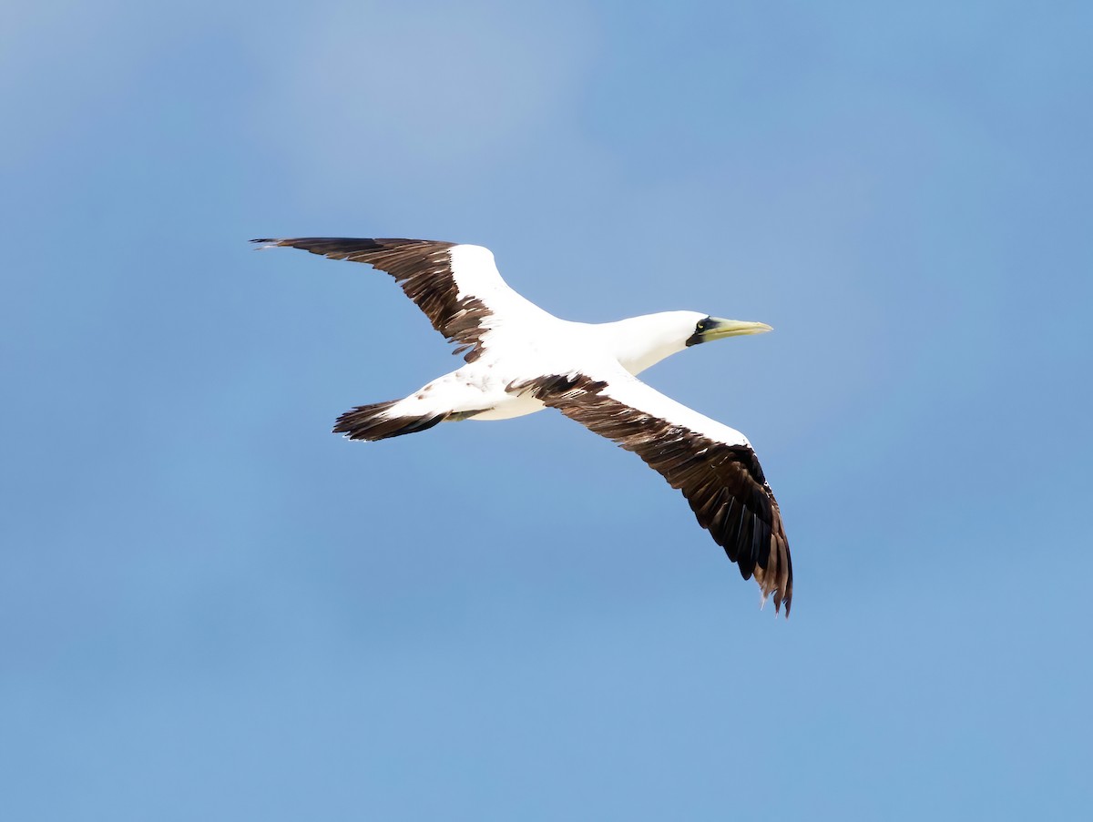 Masked Booby - ML611034431