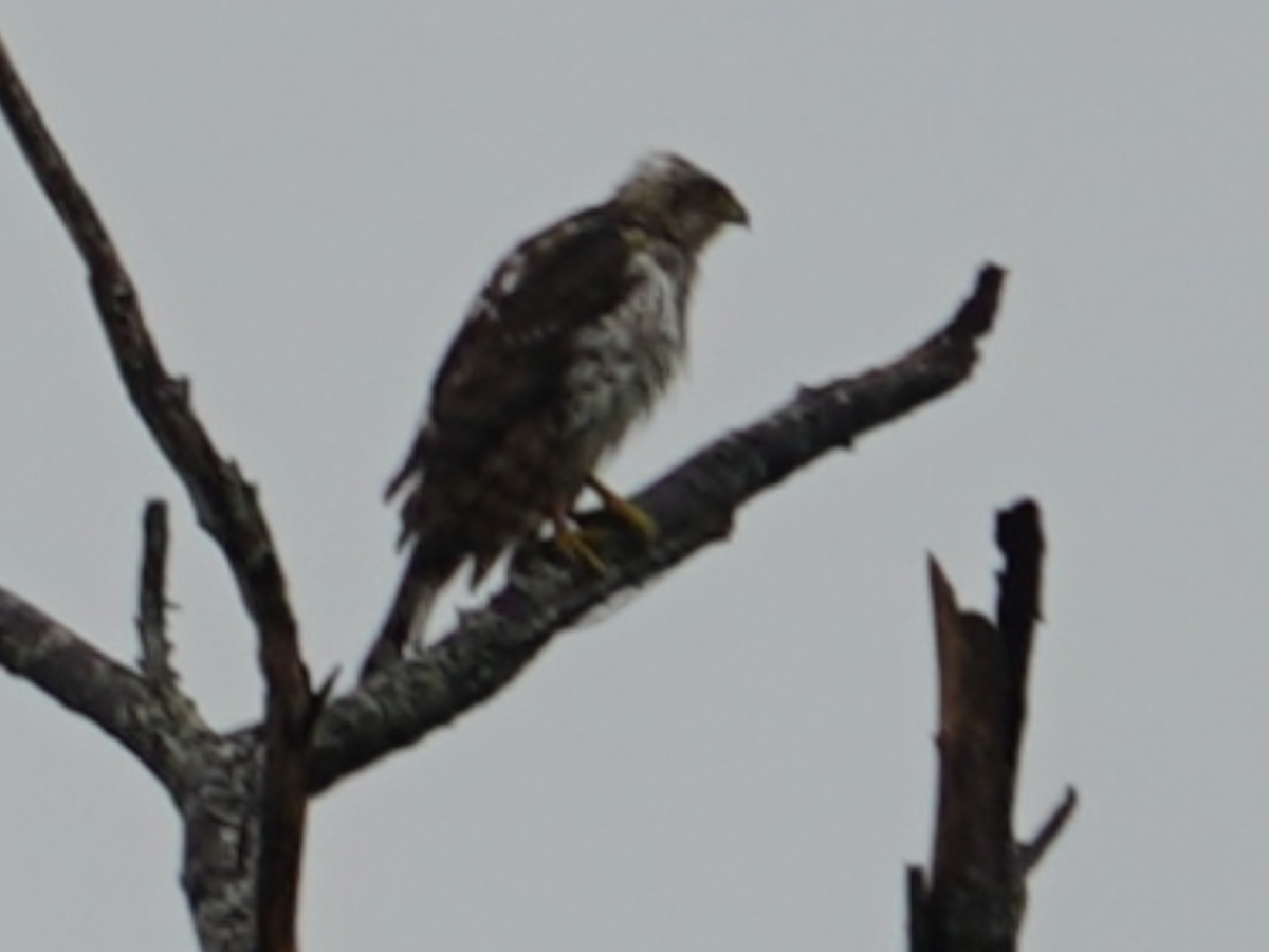 Red-tailed Hawk - ML611034924