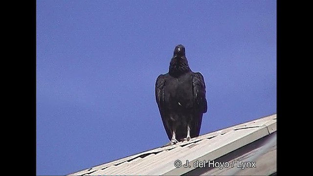 Black Vulture - ML611035540