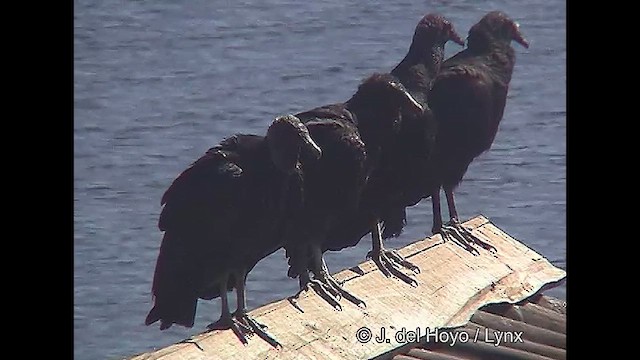 Black Vulture - ML611035542
