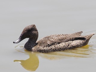 Freckled Duck, ML611035730