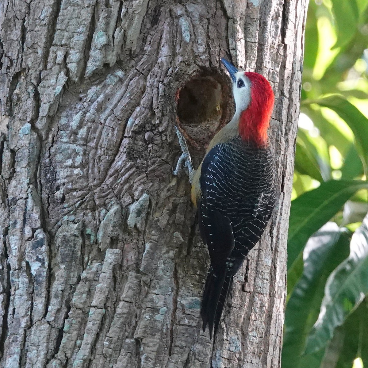 Jamaican Woodpecker - ML611035812