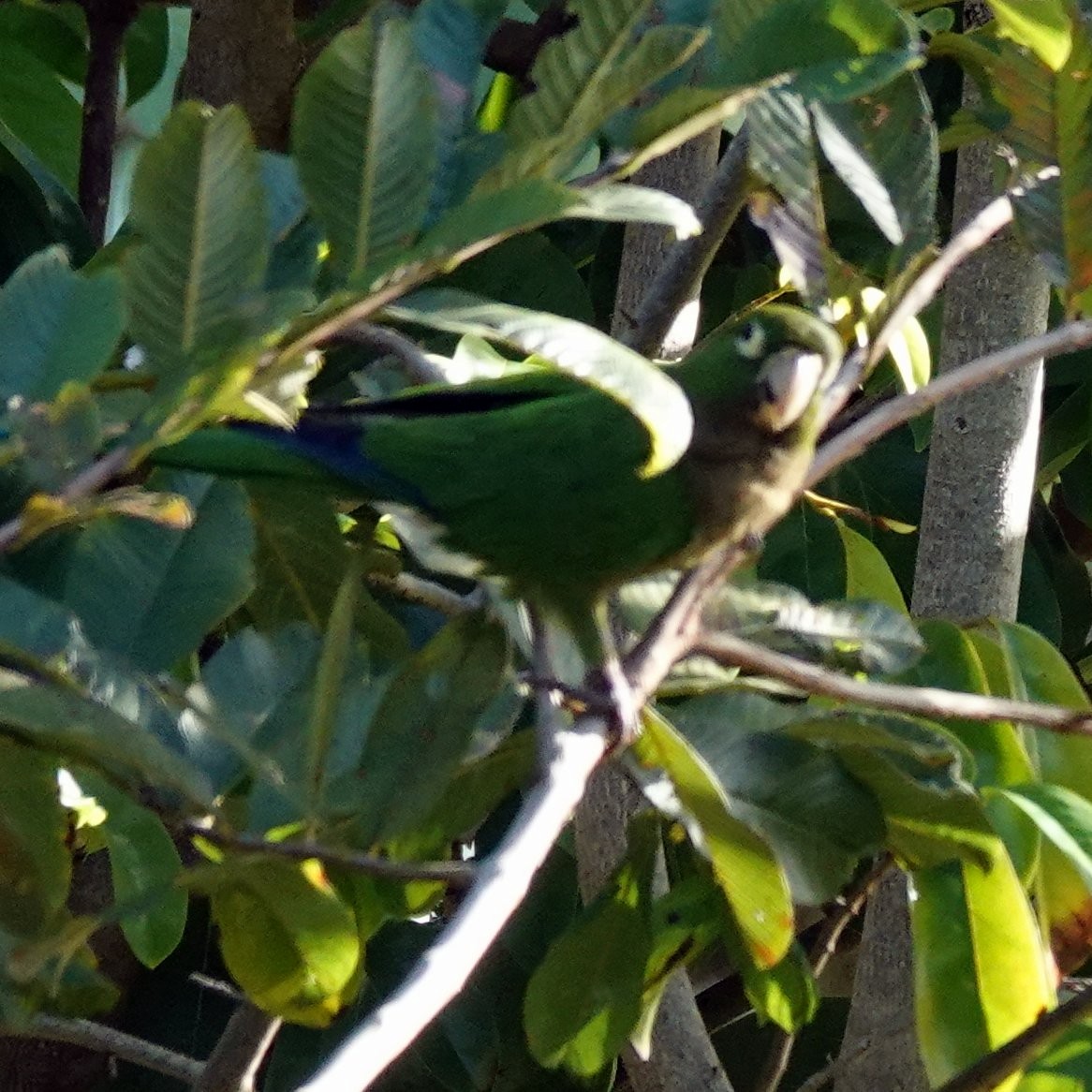 Olive-throated Parakeet (Jamaican) - ML611035824