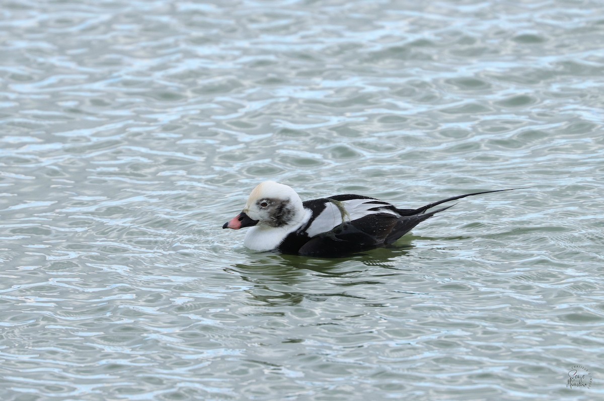 Long-tailed Duck - ML611036116