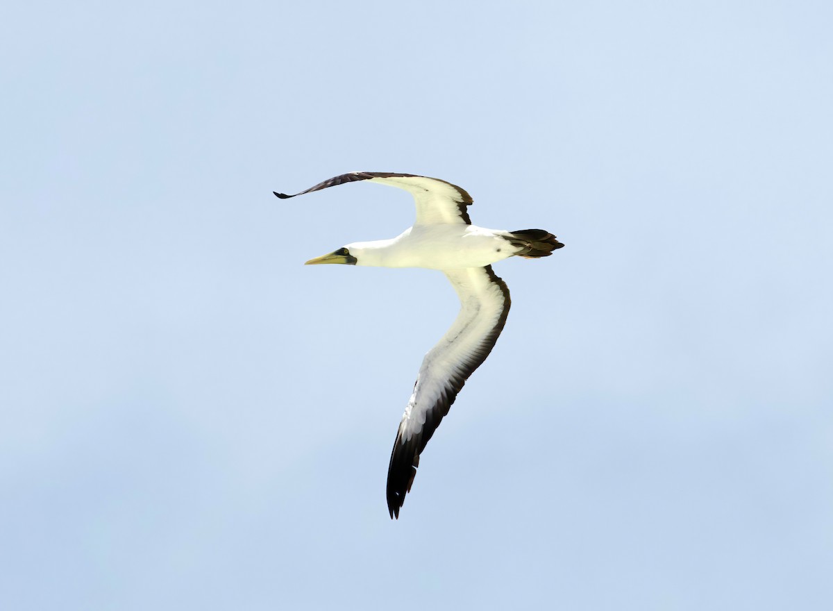 Masked Booby - ML611036123