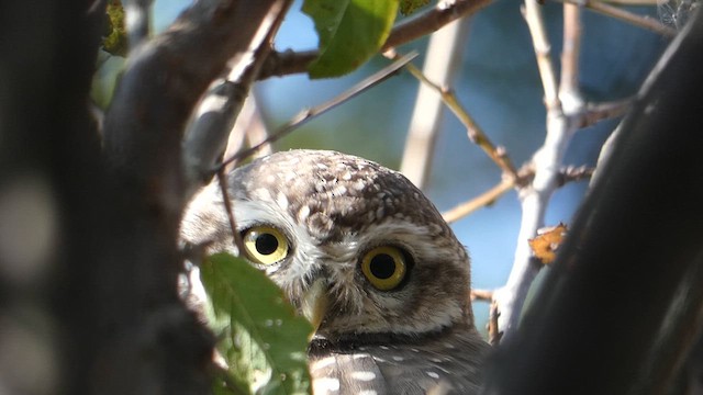 Spotted Owlet - ML611036149