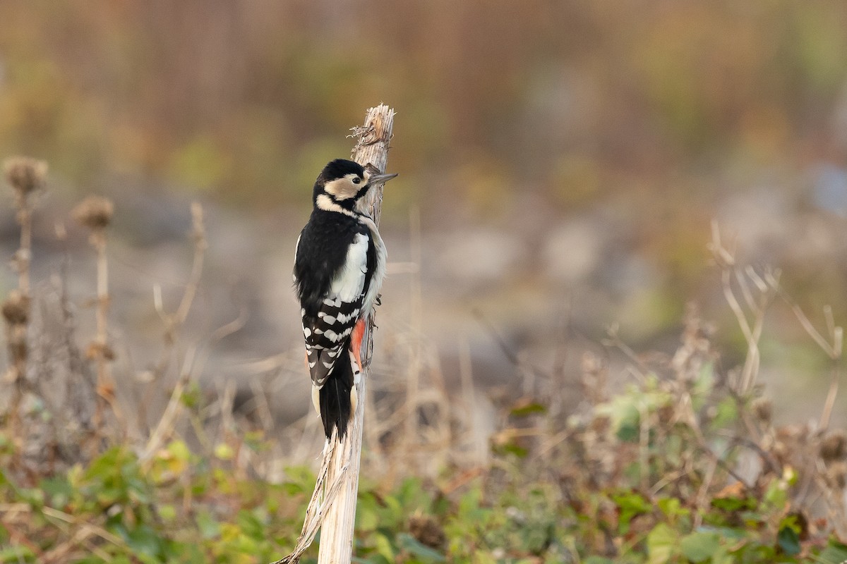 Great Spotted Woodpecker - ML611036171