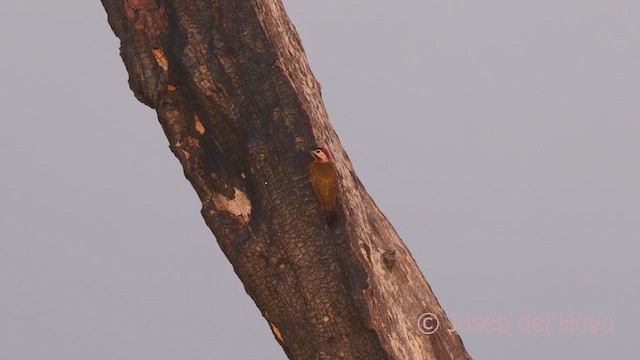 Spot-breasted Woodpecker - ML611036287