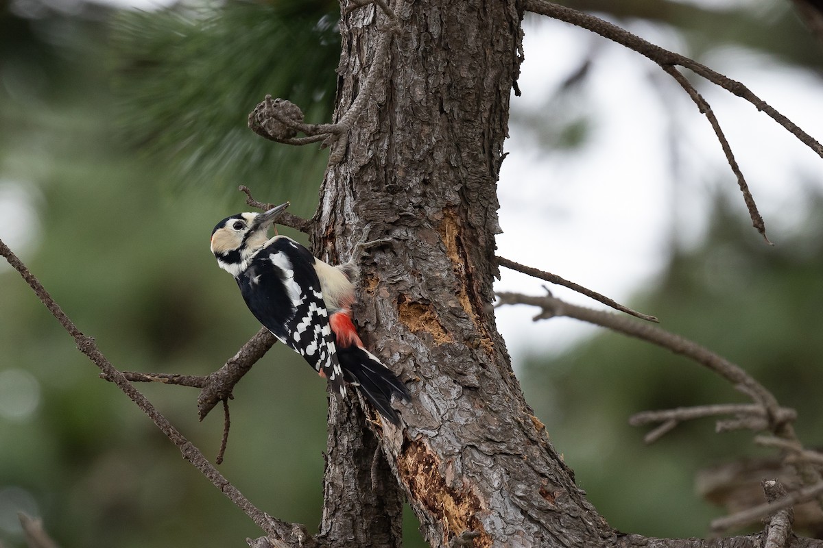 Great Spotted Woodpecker - Kasia & Takashi Someya