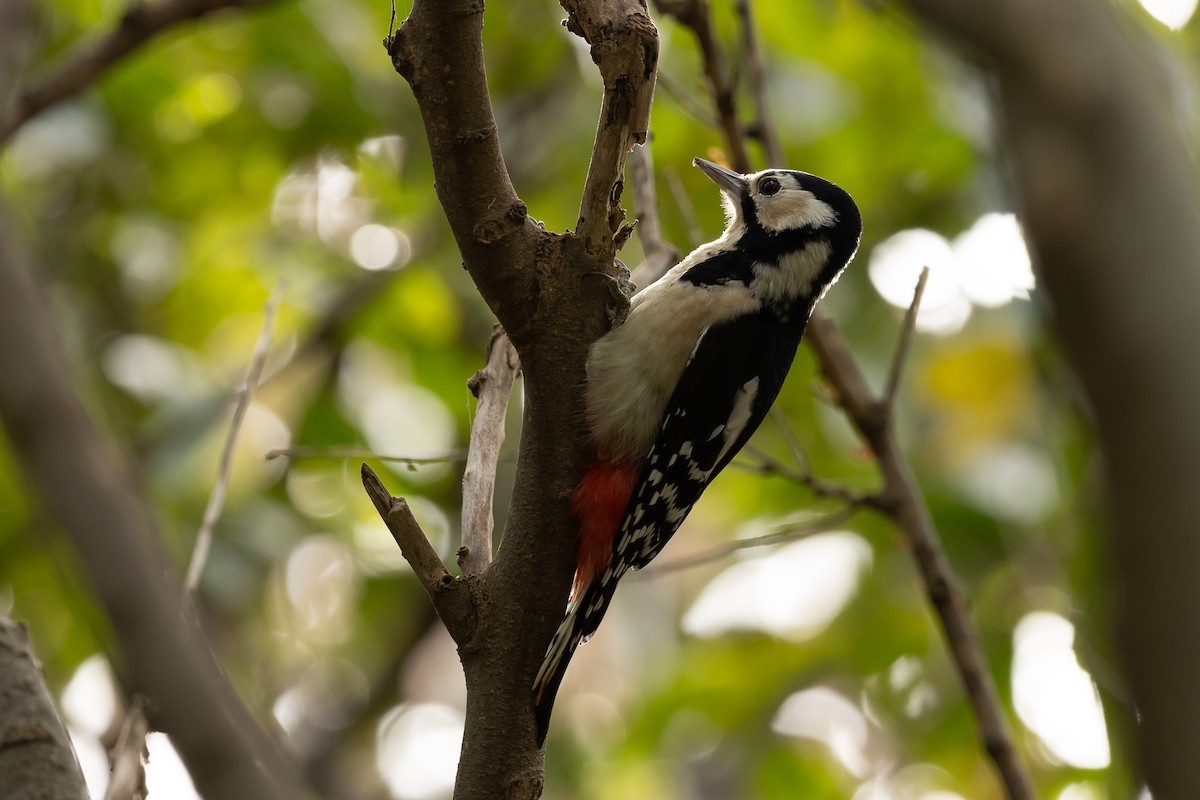 Great Spotted Woodpecker - ML611036529