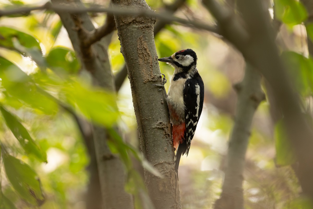 Great Spotted Woodpecker - ML611036530