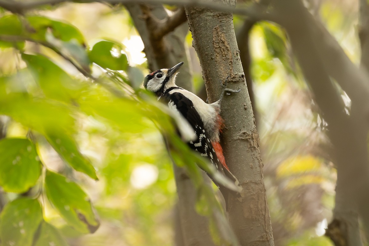 Great Spotted Woodpecker - ML611036531