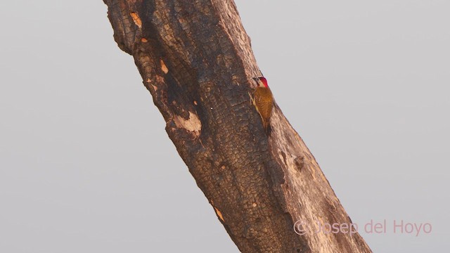 Spot-breasted Woodpecker - ML611036551