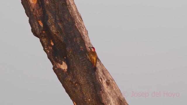 Spot-breasted Woodpecker - ML611036561