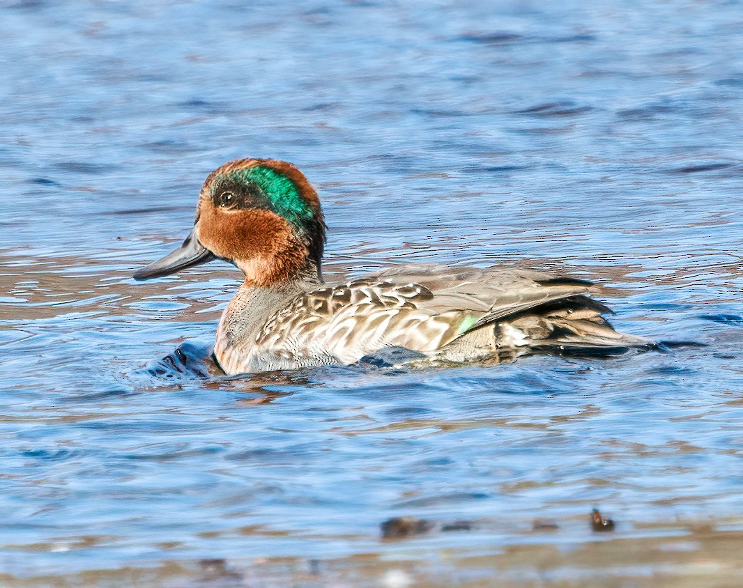Green-winged Teal - ML611037001