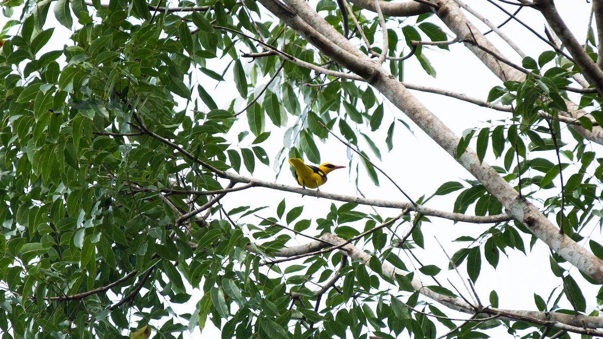 Indian Golden Oriole - ML611037112
