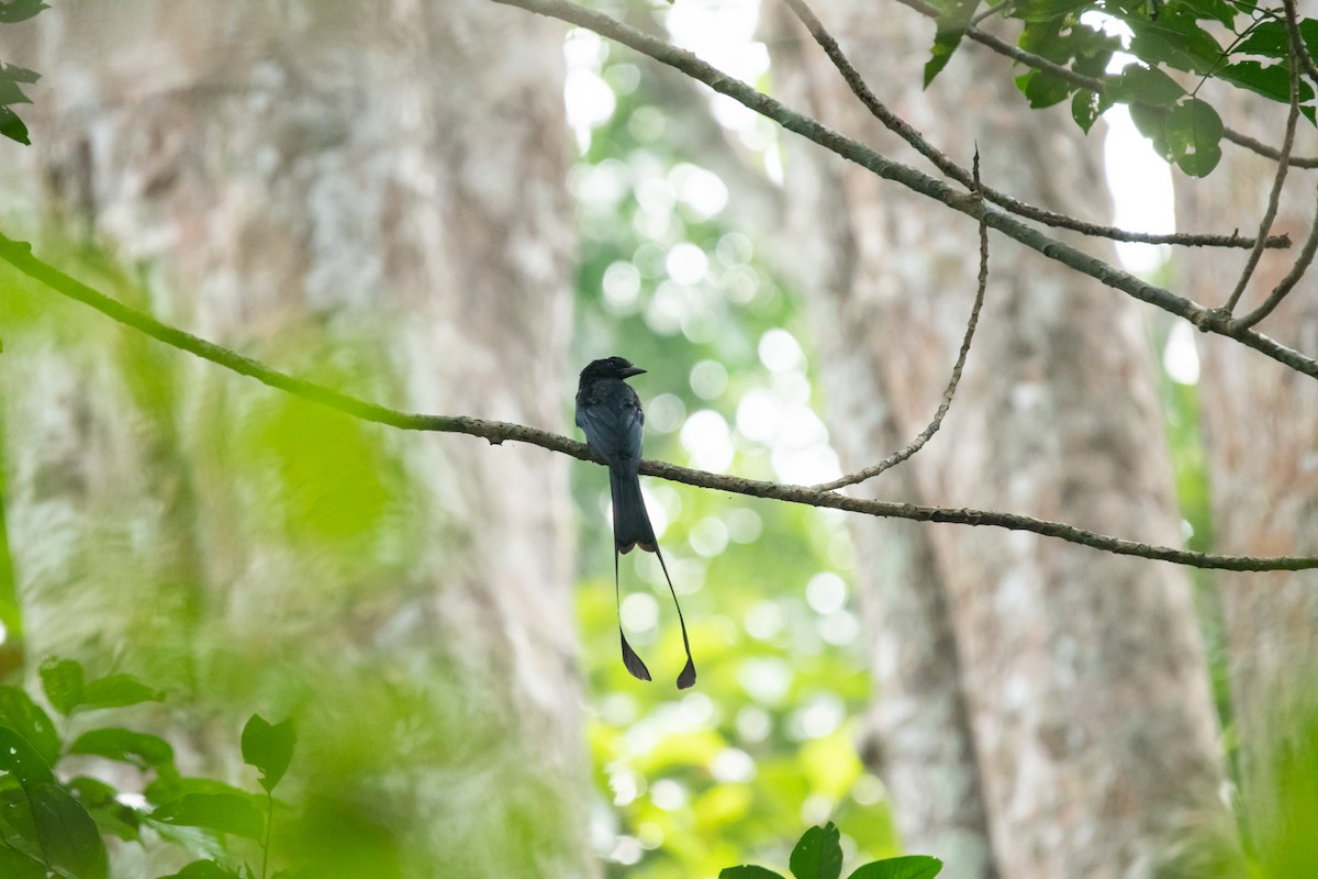 Greater Racket-tailed Drongo - ML611037141