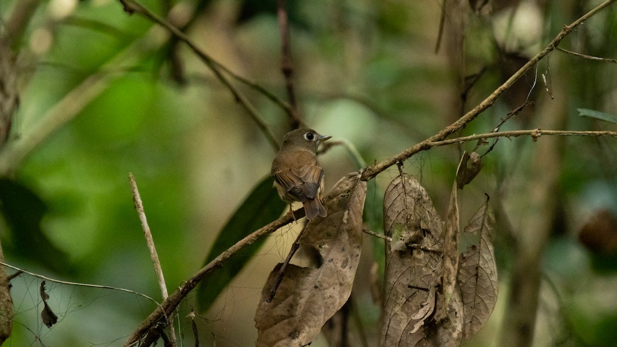 Brown-breasted Flycatcher - ML611037314