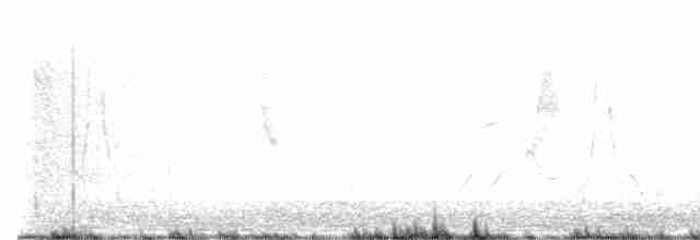 Weißbauch-Dickichtschlüpfer - ML611037363