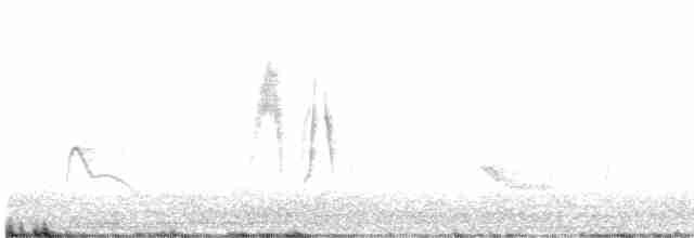 Weißbauch-Dickichtschlüpfer - ML611037364