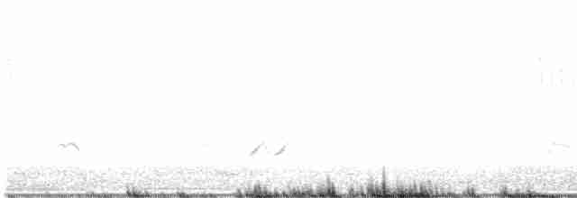 Weißscheitel-Kleintyrann - ML611037383