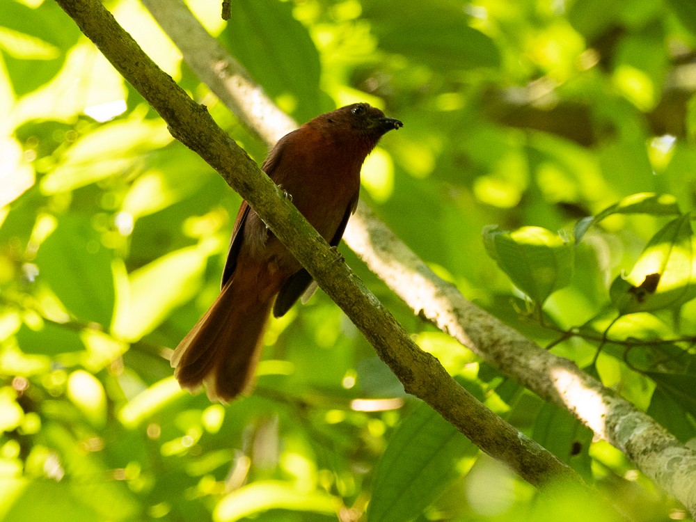 Red-crowned Ant-Tanager - ML611037410