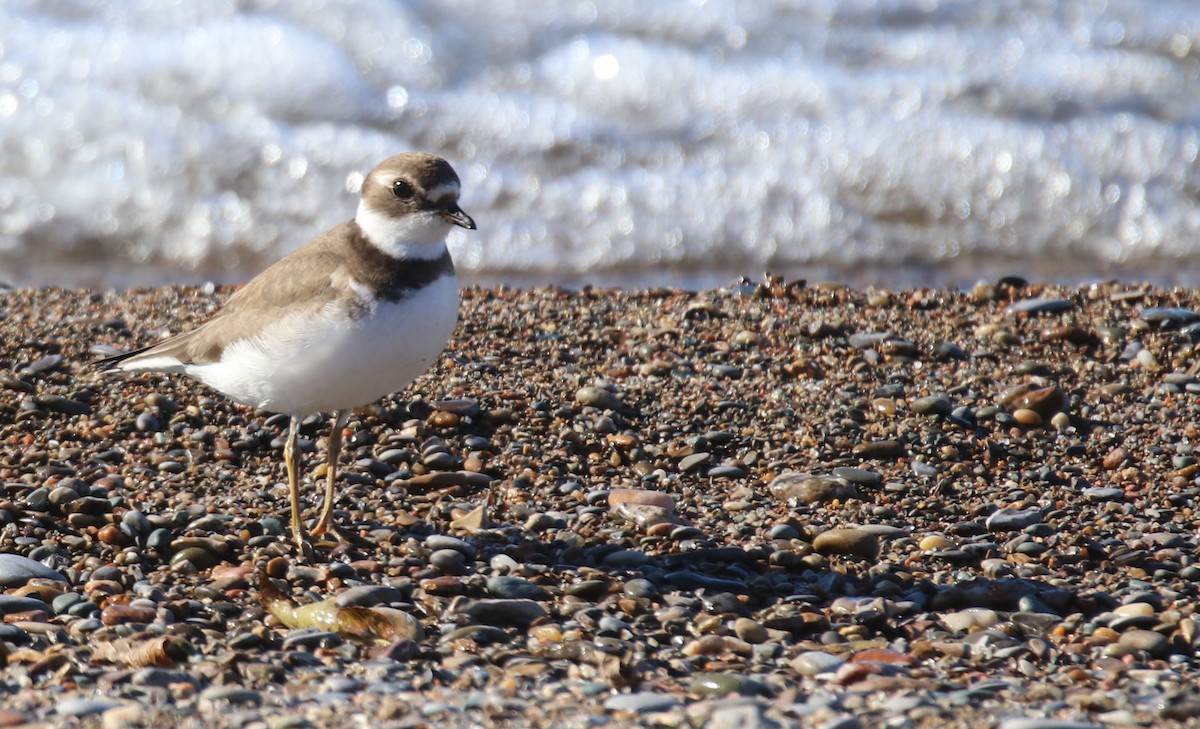 Semipalmated Plover - ML611037968