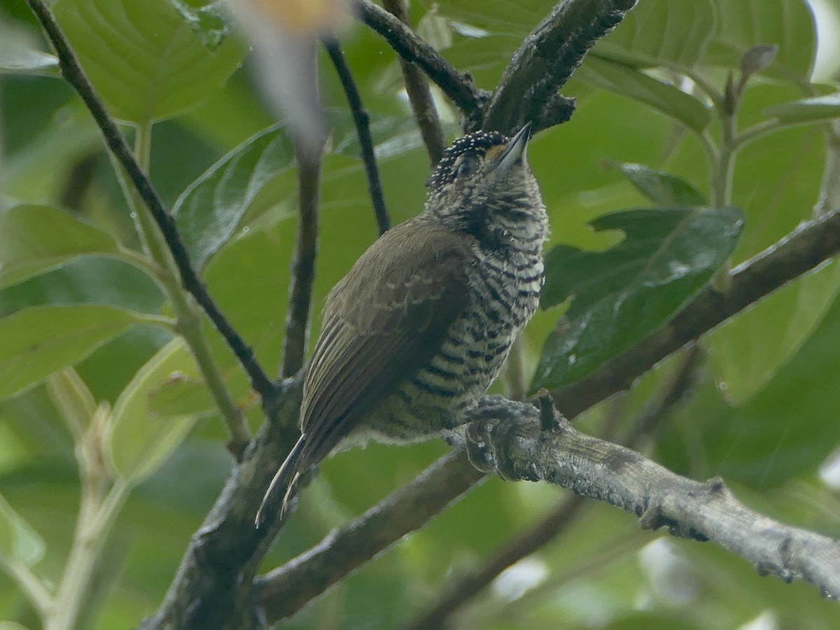 White-barred Piculet (White-barred) - ML611038004